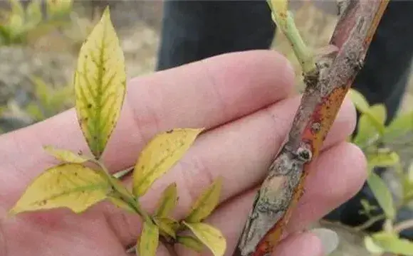 蓝莓花叶病防治措施介绍