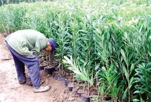 杨梅移栽订植时间和办法