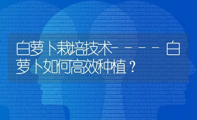 白萝卜栽培技术----白萝卜如何高效种植？ | 蔬菜种植