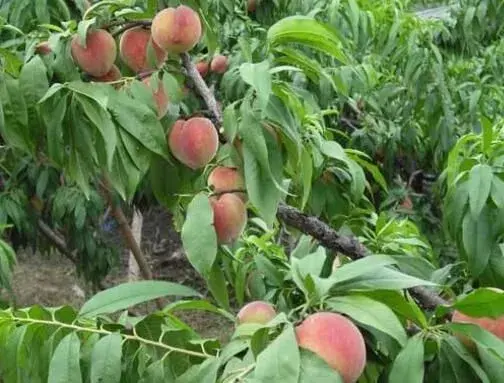 桃树种植小心事项