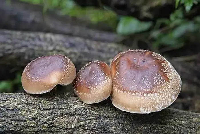 酿成香菇低产的重要 因素有哪些