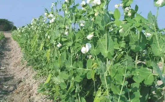 种植豌豆如何浇水和施肥，种植管理技术介绍