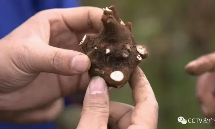 种附子养牛羊，马查力尔的脱贫致富梦！