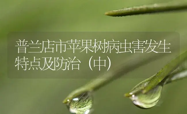 普兰店市苹果树病虫害发生特点及防治（中） | 植物病虫害