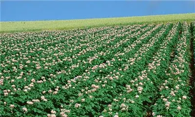 稻田免耕稻草全程覆盖种植马铃薯新技术