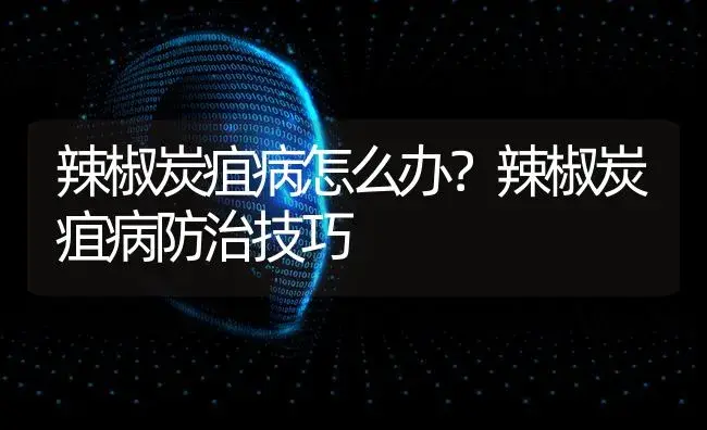 辣椒炭疽病怎么办？辣椒炭疽病防治技巧 | 蔬菜种植