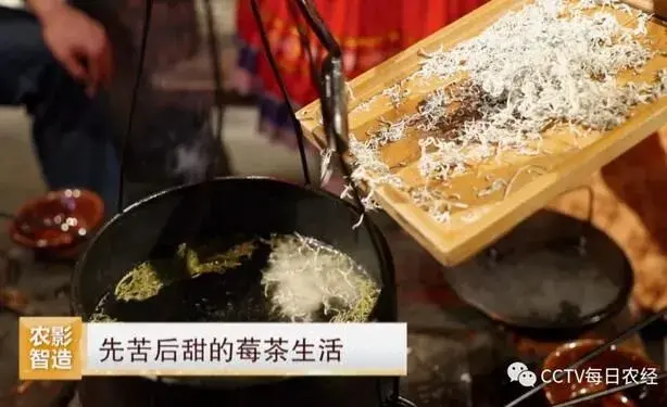 [每日农经]永顺毛坝乡莓茶栽培助农脱贫致富的好产业