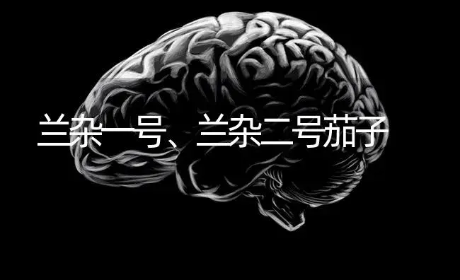 兰杂一号、兰杂二号茄子 | 蔬菜种植