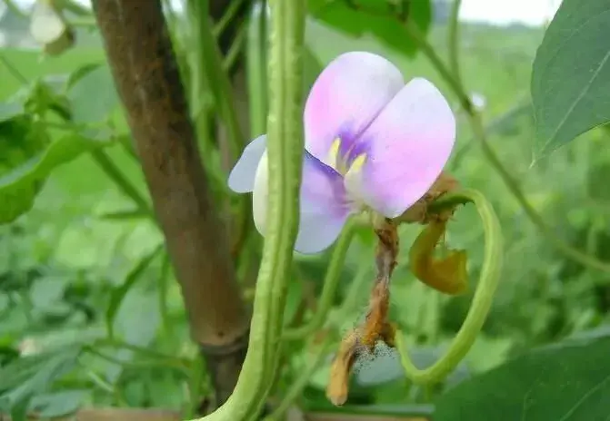 豆角不开花只长藤怎么办？