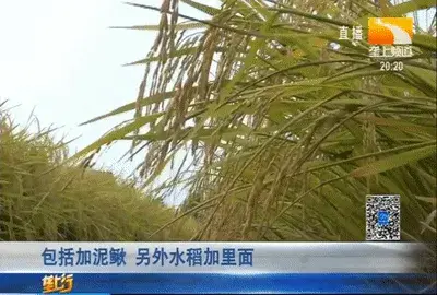 种水稻不挣钱？不可能！！看看他们是怎么调结构的