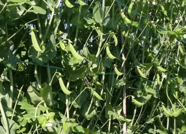 甜豌豆的栽培时间及种植技术