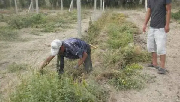 土壤除草剂什么时候喷施为宜？土壤除草药效影响因素