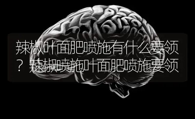 辣椒叶面肥喷施有什么要领？辣椒喷施叶面肥喷施要领 | 蔬菜种植