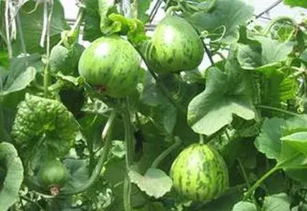 花雷甜瓜种植技术视频