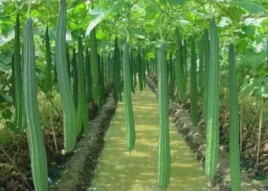 夏天丝瓜栽培技术要点