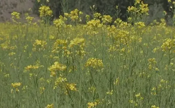 西藏白菜型油菜种植技术