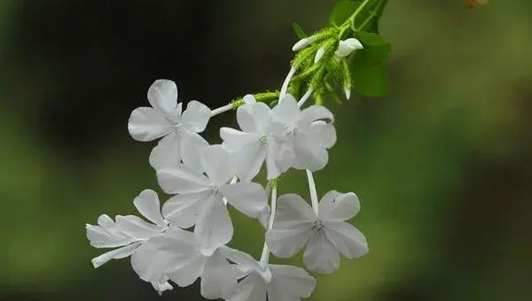 白雪花的养殖方法，各季节浇水频率有别，施肥促进开花