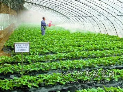 什么是氨基寡糖素？草莓施用氨基寡糖素防病促增产