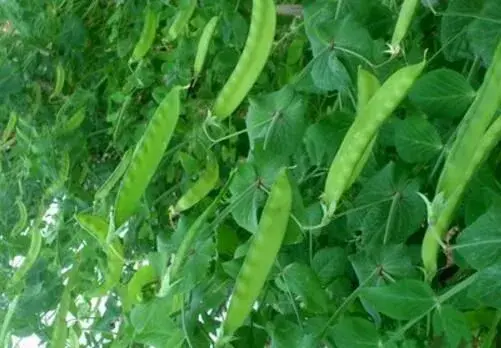 种植荷兰豆的所需条件