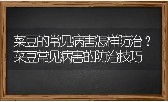 菜豆的常见病害怎样防治？菜豆常见病害的防治技巧 | 蔬菜种植