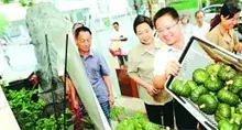 江苏扬州引种板栗南瓜