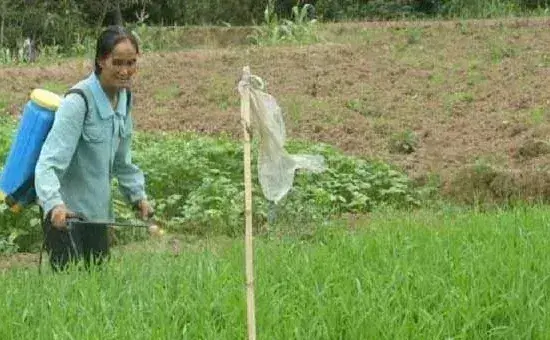 除草剂混用有哪些好处?混用时需要注意什么?