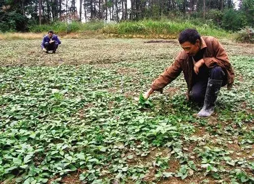 折耳根人工种植技术要点