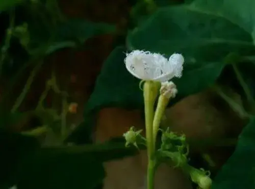 白花菜科植物老鼠瓜（变色瓜）什么时候种好？怎么种？怎么做好吃？