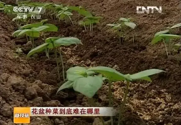 花盆种菜能种什么菜，阳台种菜到底难在哪里