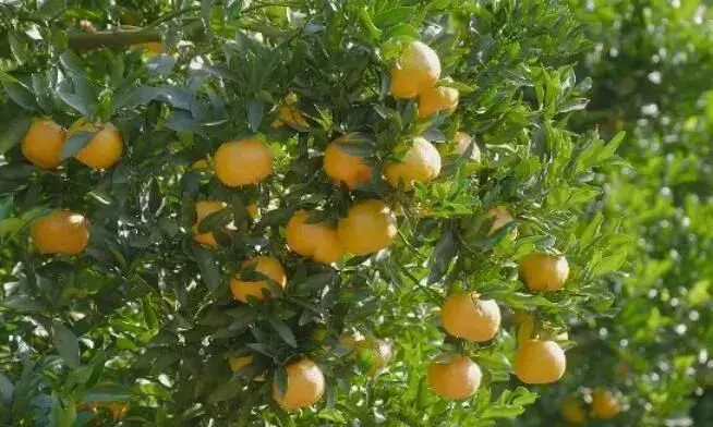 福建顺昌芦柑、海鲜菇栽培探秘