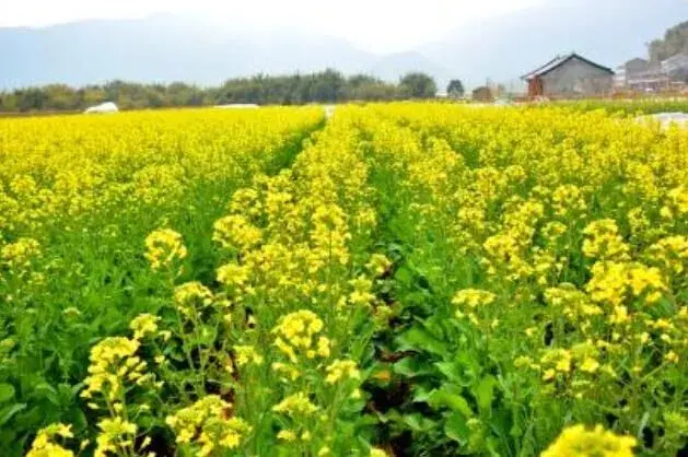 油菜田如何防除杂草？用好这四招搞定油菜田杂草