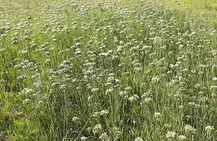 野韭菜种植时间和种植技术要点介绍