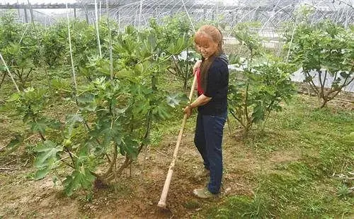 无花果越冬管护好　让无花果不怕冷