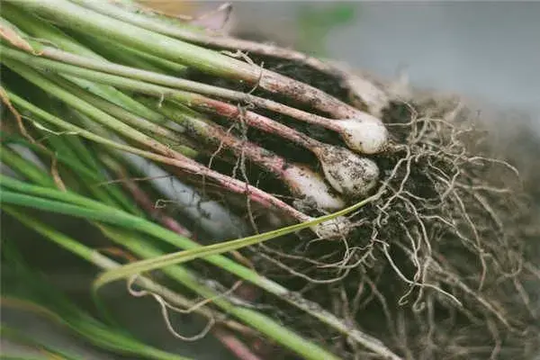 蒜农须知:什么时候播种大蒜最合适?地区不同种植时间有差异