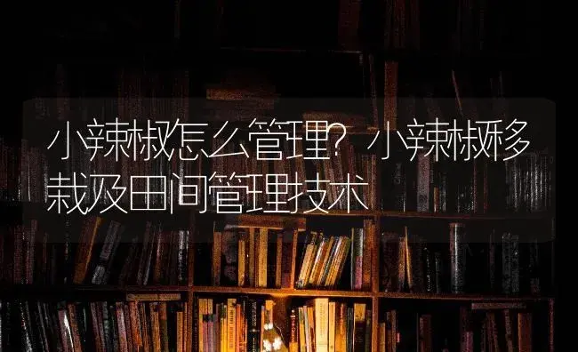 小辣椒怎么管理？小辣椒移栽及田间管理技术 | 蔬菜种植