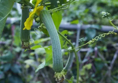 丝瓜（菜瓜）种植方法介绍！