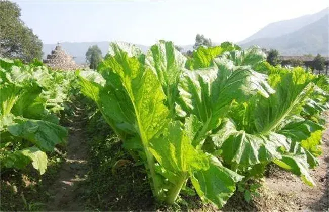 芥菜栽培的小心事项