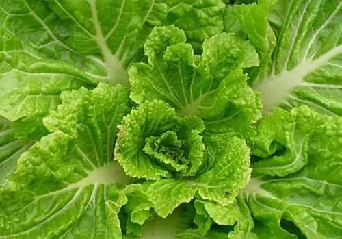 夏白菜一般什么时间种植比较好？有哪些品种？附夏季管理技术