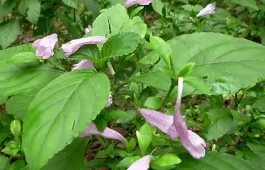 板蓝根田间管理病虫害防治指南