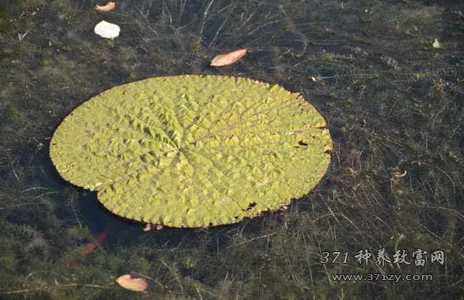 芡实怎么种 芡实育苗定值技术要点