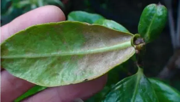 茶花常见病虫害症状及防治方法 茶花种子怎么种