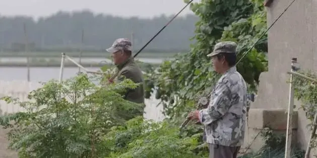 江苏宝应甲鱼、莲藕种养探秘，藕香满塘富甲一方！