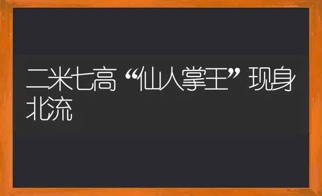 二米七高“仙人掌王”现身北流 | 蔬菜种植