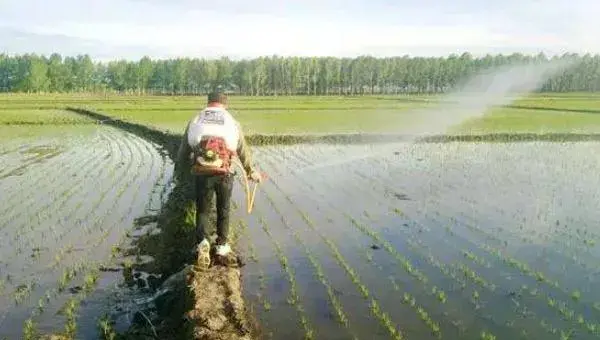 水稻复合肥哪种比较好 水稻追肥的最佳时间