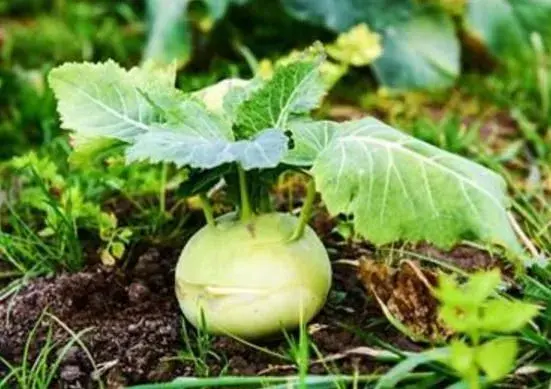 特菜栽培：苤蓝春露地种植技术