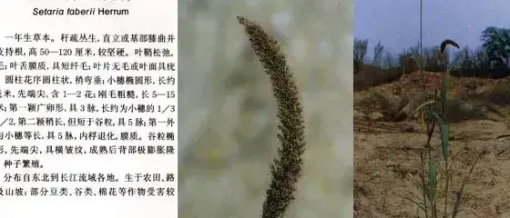 禾本科杂草