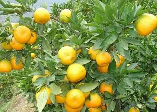 柑橘幼树早开花结果的施肥措施