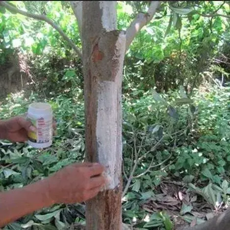 夏天果园病虫害频发，掌握这些杀虫手法事半功倍！