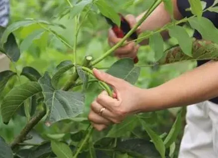 核桃树如何合理修剪防日灼