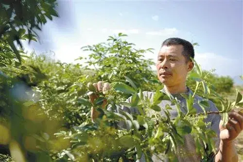 花椒树怎么修剪产量高？